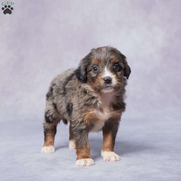 Abby, Mini Bernedoodle Puppy